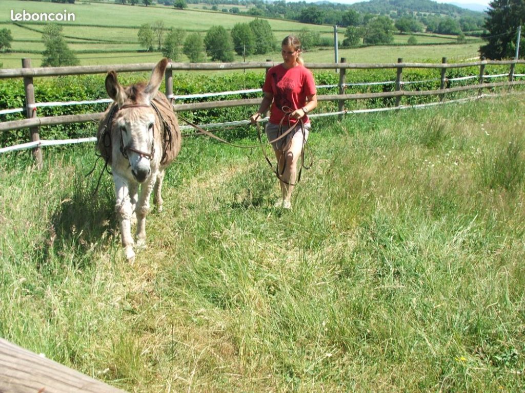 Âne qui fait des tours d'enclos