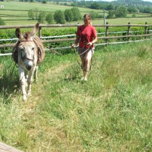 Âne qui fait des tours d'enclos