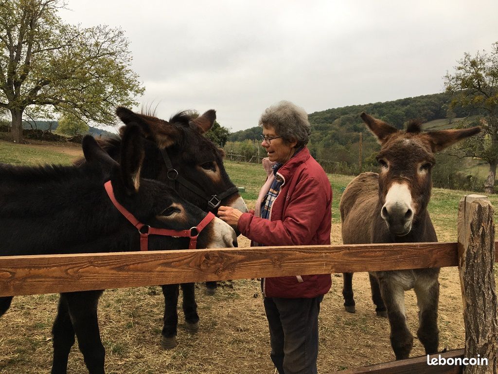 Pascale au milieu de ses ânes