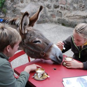 Âne qui vient manger avec des humains