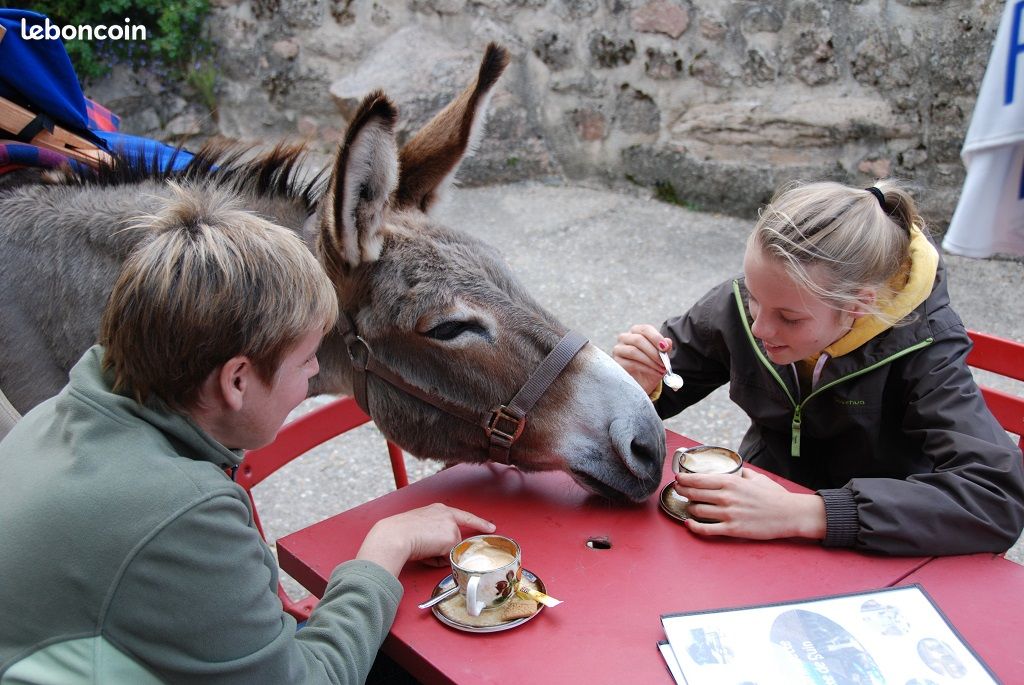 Âne qui vient manger avec des humains